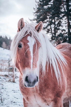 柯尼克棕色马匹摄影图片